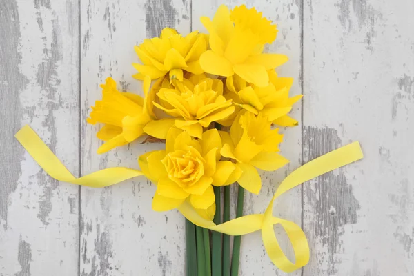 Primavera Daffodil Beleza — Fotografia de Stock