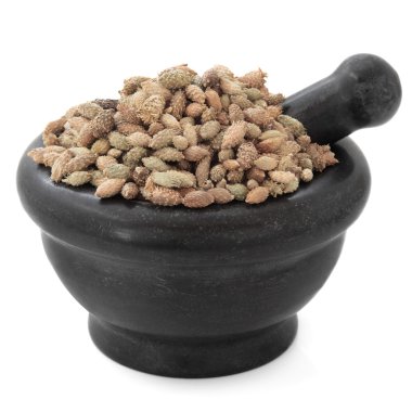 pıtrak xanthium meyve