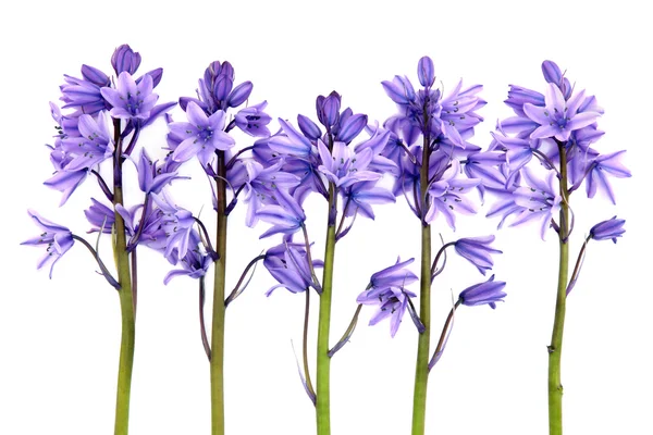 Fiori di BlueBell — Foto Stock