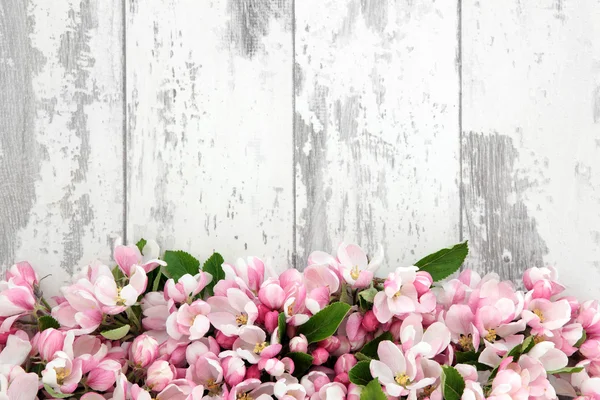 Flor de flor de primavera — Foto de Stock