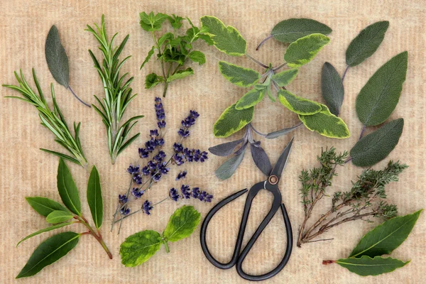 Kitchen Herbs — Stock Photo, Image