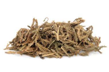 Lycopodium Herb