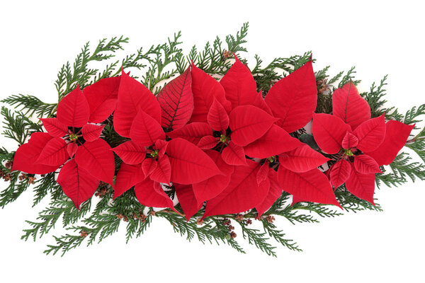 Poinsettia Flower Display