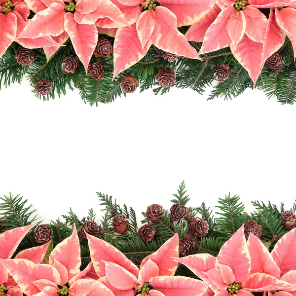 Vánoční hvězda květina rámec — Stock fotografie