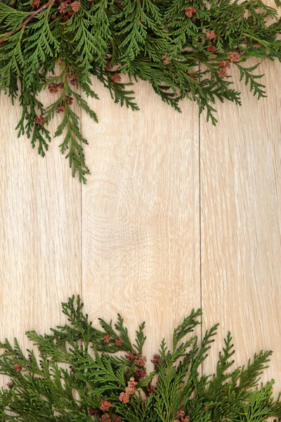 Cypress leyland ohraničení — Stock fotografie