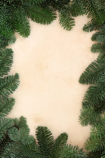 Winter fir blad grens — Stockfoto