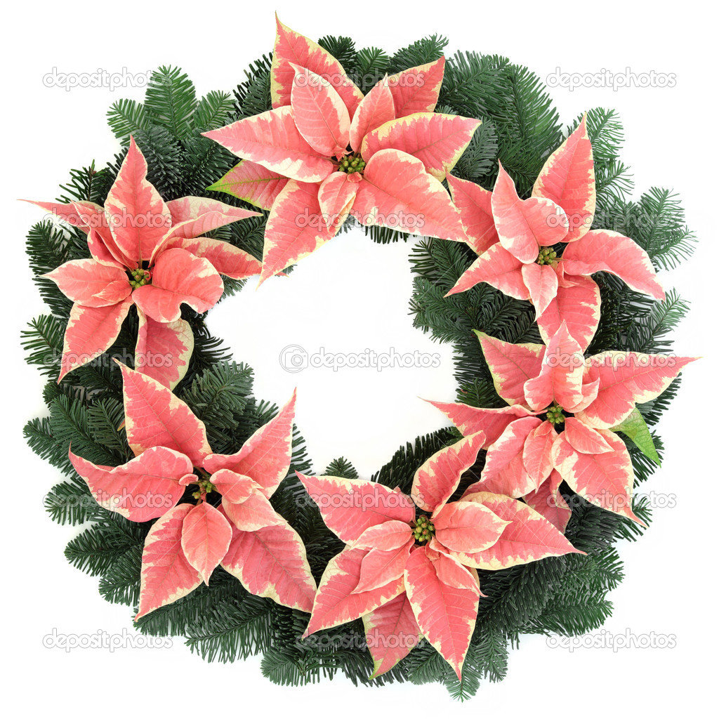 Rosa Weihnachtsstern Kranz Stockfoto Marilyna 50096255