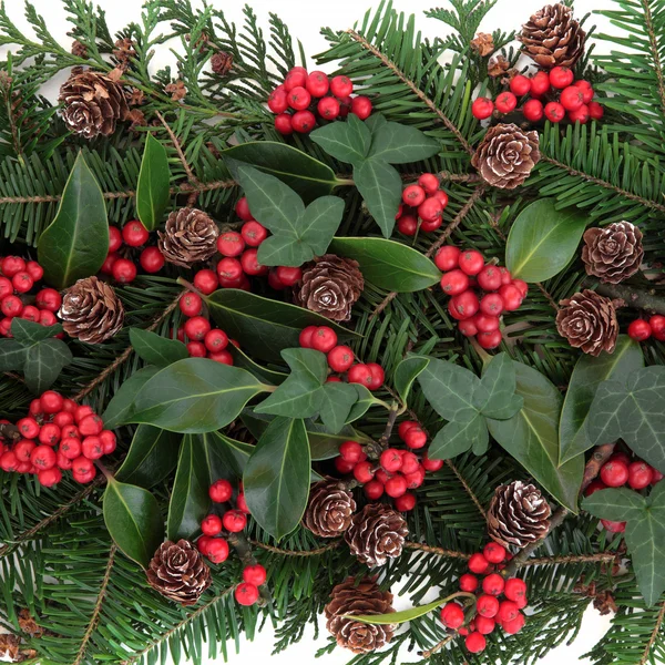 Kerstmis flora — Stockfoto