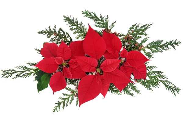 Poinsettia Flowers — Stock Photo, Image