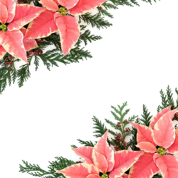 Erntedank-Blume — Stockfoto