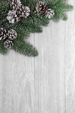 köknar ve süper kenarlık