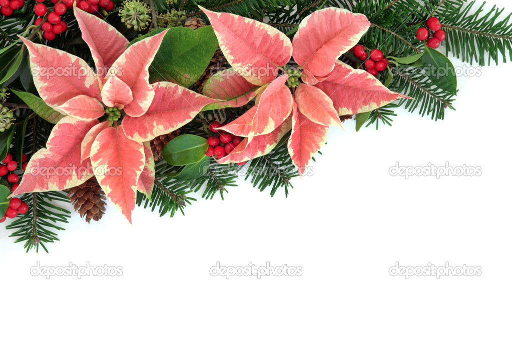 christmas poinsettias border