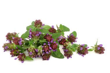 Self heal herb with flowers used in natural herbal medicine to treat diarrhea, colic, upset stomach, gastroenteritis, Crohns disease, herpes and osteoarthritis. Anti inflammatory and painkiller.  clipart