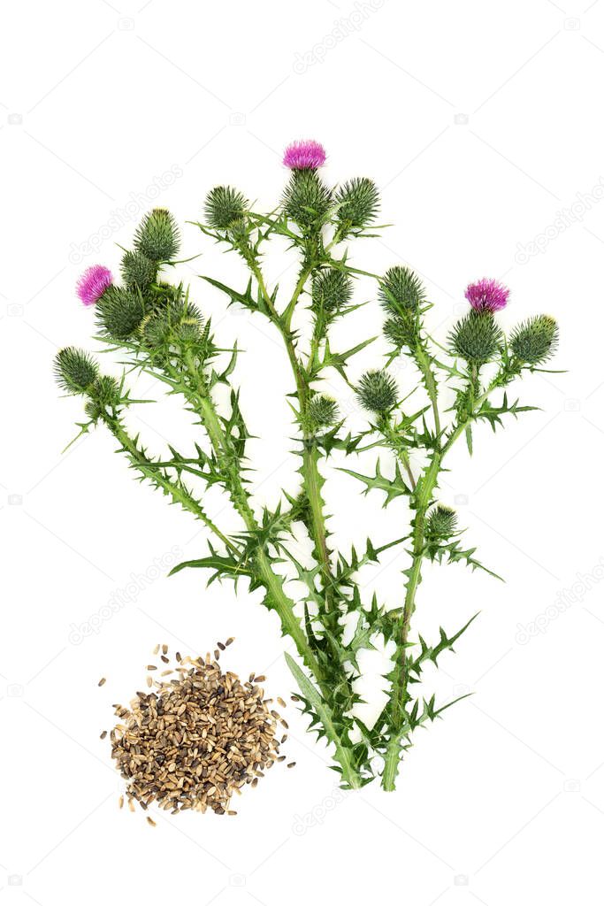 Milk thistle herb and seed alternative herbal plant medicine used to treat liver and gall bladder disorders, used as a dietary supplement for hepatitis, cirrhosis, jaundice, indigestion and diabetes. On white.