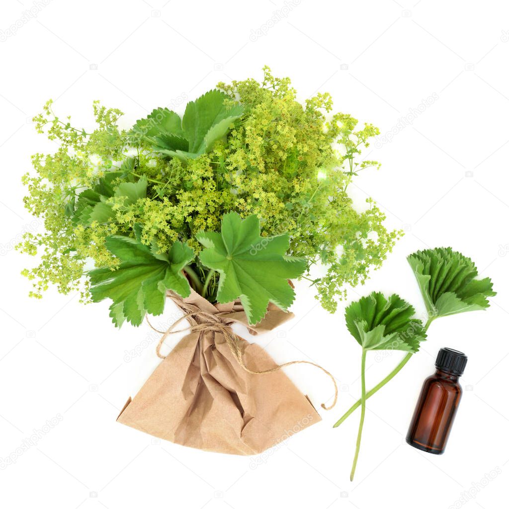 Ladys mantle herb with essential oil. Herbal plant medicine to treat   menstrual and menopausal problems, is an anti inflammatory and astringent also used for skin care problems. On white.