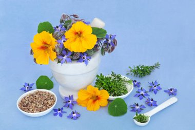 Bağışıklık sistemi güçlendirici, bitkisel ilaçlarda bronşit, öksürük, soğuk algınlığı, grip ve boğaz ağrısı için kullanılan iltihaplanma önleyici bitkiler. Borage, echinacea, nasturtium ve kekik otları. Benekli mavi.