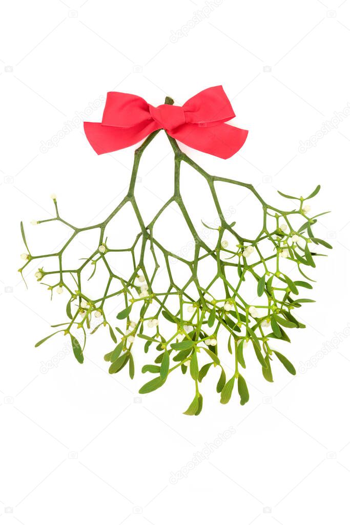 Mistletoe plant with red bow on white background. Winter flora worshipped by Druids and pagans, symbol of vitality, fertility. Top view, copy space.
