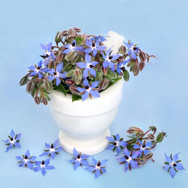 Borage Herb Flowers Leaves Mortar Used Herb Plant Medicine Sedative — Stock Photo, Image