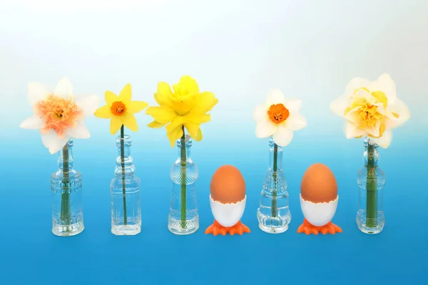 春天和复活节的象征是水仙花和水仙花 水仙花和水仙花放在玻璃瓶里 煮着的褐色鸡蛋放在新奇的蛋杯里 新生命 自然和更新的概念 渐变蓝色背景 — 图库照片