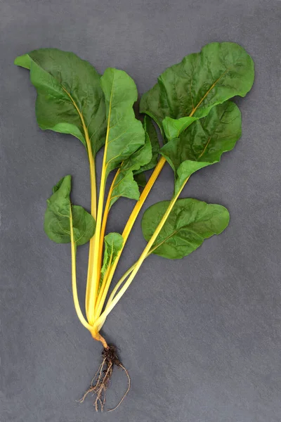 Yellow Swiss Chard Organic Health Food Vegetable Freshly Picked Root — Stock Photo, Image