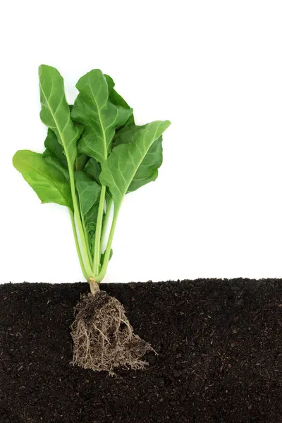 Planta Espinaca Orgánica Creciendo Tierra Vista Sección Transversal Los Alimentos —  Fotos de Stock