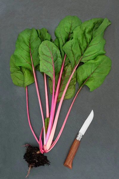 Preparation Swiss Chard Ruby Red Vegetable Freshly Picked Root Ball — Stock Photo, Image