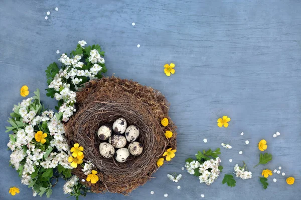 天然鸟巢中的鹌鹑蛋 有奶油杯和春天山楂花 富含蛋白质 维生素和欧米加3的健康有机超级食物 新鲜保健食品的概念 在斑驳的蓝色上 — 图库照片