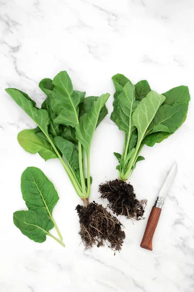 Bio Spinatpflanzen Mit Bodenwurzelballen Und Blättern Immunsystem Das Gesunde Nahrung — Stockfoto