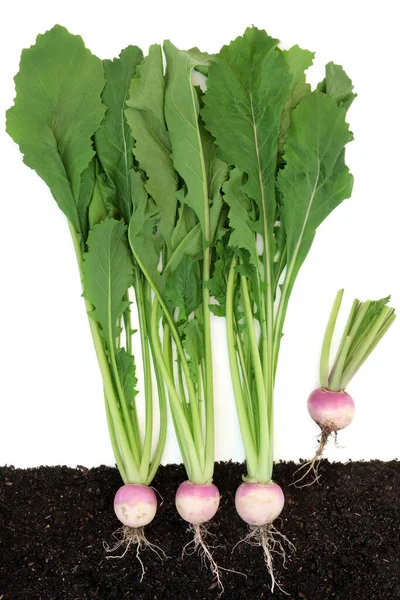 含有高膳食纤维 抗氧化剂 花青素 维生素和矿物质的根部和叶面的萝卜蔬菜 增强白人健康有机农业食品观念的免疫系统 — 图库照片