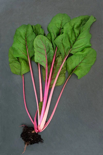 スイスのチャードルビーレッド葉の緑の有機野菜と土の根球 ビタミンA カリウム マグネシウム 食物繊維で非常に高い健康食品 スレートの背景に — ストック写真