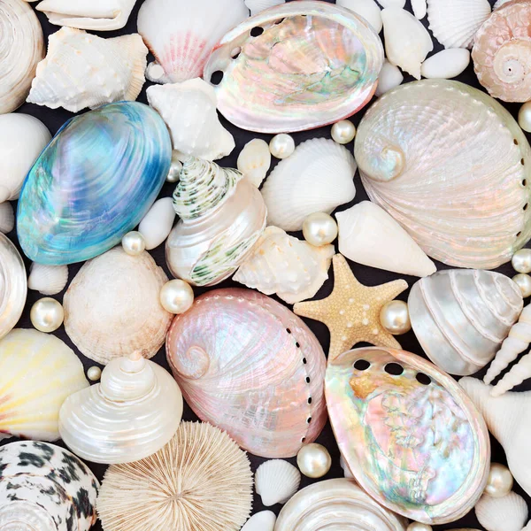 Seashell and pearl abstract background composition. Nature environmental concept of endangered species, beautiful large collection.  Top view, flat lay. 