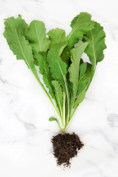 Arugula Plant Soil Root Ball Leaves Health Food High Antioxidants — kuvapankkivalokuva