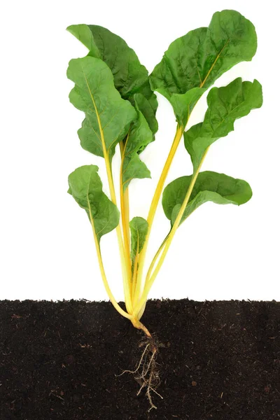 Swiss Chard Yellow Leafy Green Vegetable Cross Section Showing Roots — Stock fotografie