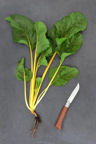Gelber Mangold Gesunde Gemüsezubereitung Frisch Gepflückt Mit Wurzelballen Und Messer — Stockfoto