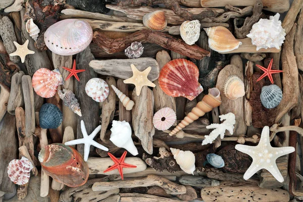 贝壳浮木自然抽象艺术设计的背景 大量收集木片和海壳 自然雕塑作品 平面放置顶部视图 — 图库照片