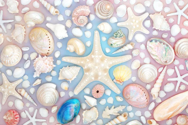 Морские Звезды Большая Коллекция Ракушек Фоне Радужного Неба Естественный Абстрактный — стоковое фото