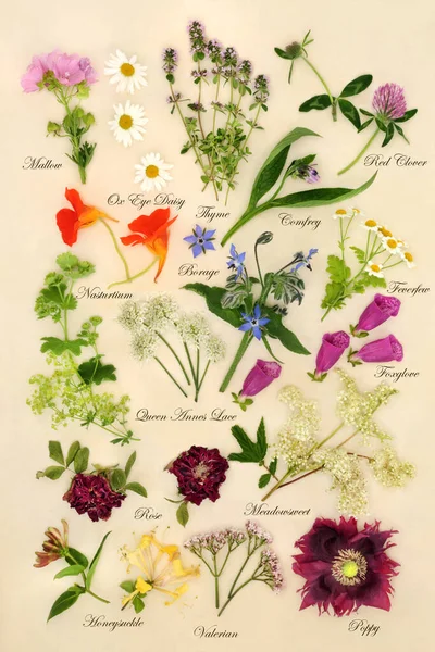 Nature study with flowers and herbs for herbal plant medicine remedies. Natural medication for alternative health care. Edible flowers for food cuisine and decoration. Top view on cream. With titles.