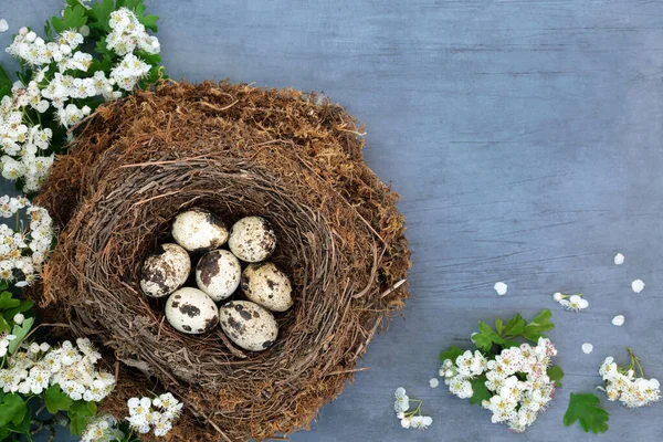 Huevos Codorniz Nido Aves Con Flor Espino Primavera Alimentos Orgánicos — Foto de Stock