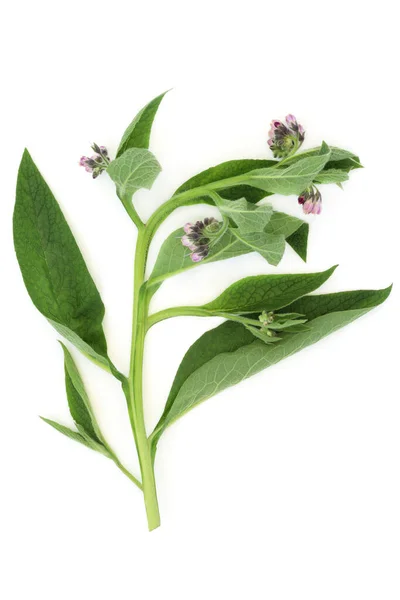 Φύλλα Comfrey Βοτάνων Που Χρησιμοποιούνται Φυτικά Φυτικά Φάρμακα Για Θεραπεία — Φωτογραφία Αρχείου