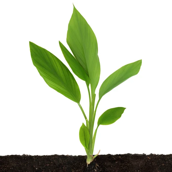 葉と根が土壌で成長しているウコン植物 さまざまな健康状態や食品調味料を治療するために漢方薬に使用されます コピースペースのある白い背景で — ストック写真