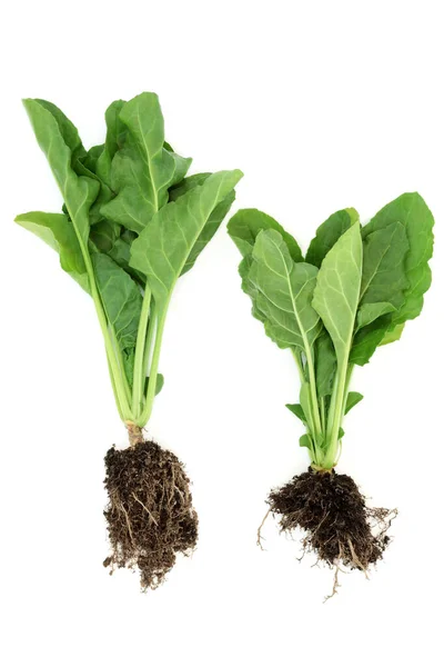 ほうれん草の植物は葉や土壌根球で栄養価の高い新鮮な有機物を植えます 免疫系のための繊維 抗酸化物質 ビタミンやミネラルが高い健康食品は 白い背景にブーストされます — ストック写真