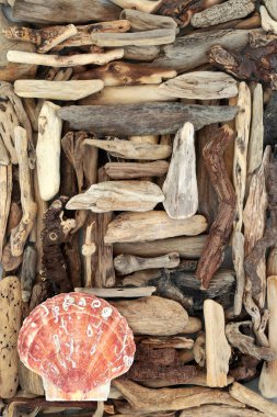 Dalgalanan odun ve deniz kabuğu soyut deniz kenarı sanat geçmişi. Doğal doğa kompozisyonu. Üst manzara, düz uzanma.