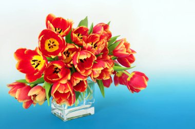 Kırmızı ve sarı lale çiçeği hala cam vazoda yaşam düzenini koruyor. Güzel Anneler Günü, Paskalya ve Bahar Doğa Kompozisyonu. 