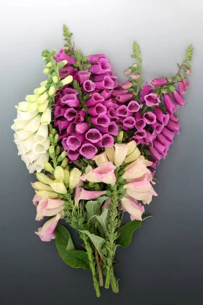 English Wildflower Foxglove Bouquet Gradient Grey Background Digitalis Used Herbal — Stock Photo, Image