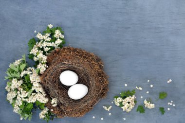 Kuş yuvasında beyaz yumurtalar ve bahar dikenleri çiçek açıyor. Sağlıklı, yüksek besleyici bağışıklık sistemi. Protein, vitamin ve omega 3 içerikli organik gıdaları arttırıyor. Benekli mavi arkaplanda.