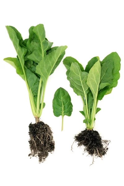 Ekologiska Spenatplantor Med Jordrotskulor Och Blad Immunsystemet Öka Hälsosam Vegetabilisk — Stockfoto