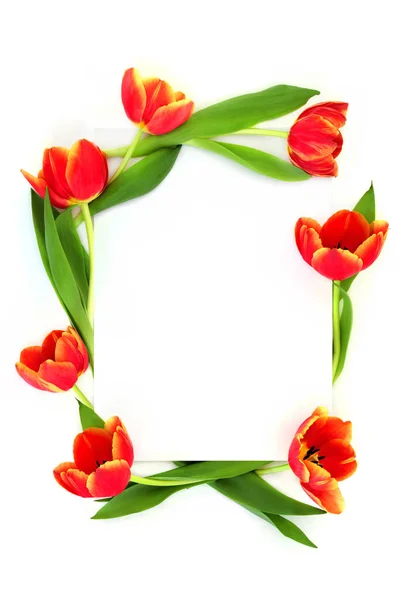 Fleur Tulipe Printemps Rouge Jaune Bordure Fond Abstraite Avec Espace — Photo