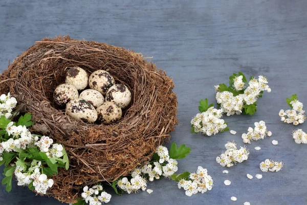 Křepelčí Vejce Přirozeném Hnízdě Ptáků Jarním Hlohem Zdravý Organický Imunitní — Stock fotografie