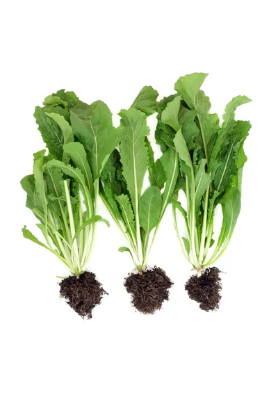 Rucola Mit Grünen Blättern Und Wurzelballen Der Erde Immunstärkendes Gesundes — Stockfoto