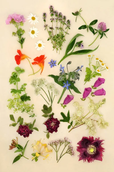 Alternative herbal plant medicine remedies with healing herbs and flowers. Nature study for natural medication concept. Top view, flat lay on cream background.